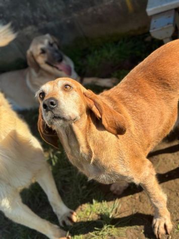 PLUTO simpatico segugio di coccole. CANE IN ADOZIONE tg media - Foto 5