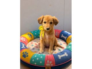 Regalo cuccioli taglia medio piccola
