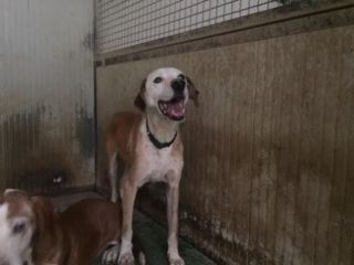 OTELLO, un tenero cagnolino in cerca d'amore