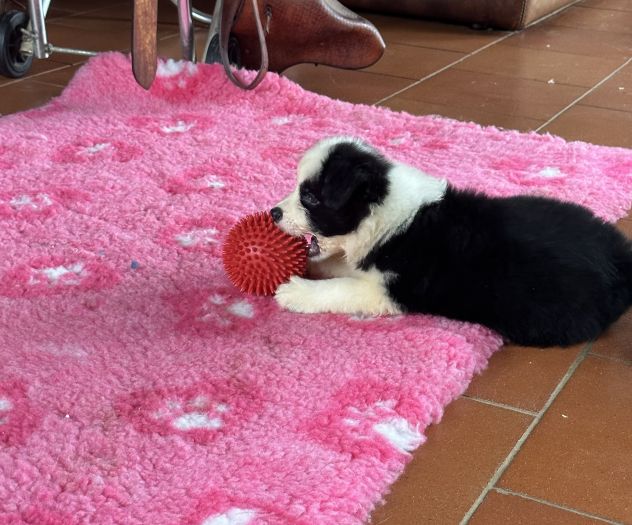 Vendesi Border collie di alta genealogia - Foto 8