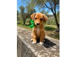Regalo cuccioli taglia medio piccola