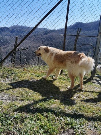 RENZO MAESTOSAMENTE MERAVIGLIOSO CANE IN ADOZIONE - Foto 8
