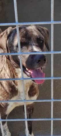 CANE IN ADOZIONE: ZENO - Foto 6