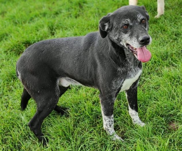 CANE IN ADOZIONE: ZEUS - Foto 6