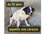 KIM 10 ANNI TAGLIA MEDIA IN CANILE DA SEMPRE…