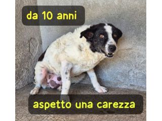 KIM 10 ANNI TAGLIA MEDIA IN CANILE DA SEMPRE…