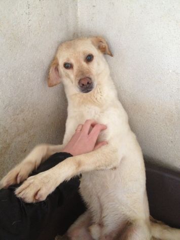 LILLO &amp; COLINO, due cani adorabili - Foto 2