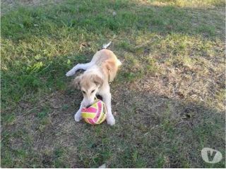 MARLEY, stupendo cucciolotto mix collie