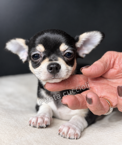 CHIHUAHUA TOY CUCCIOLI disponibili - Foto 3