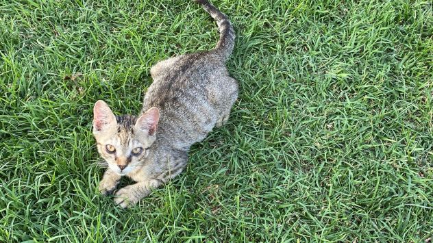 GATTI ADULTI E GATTINI PICCOLI - Foto 5