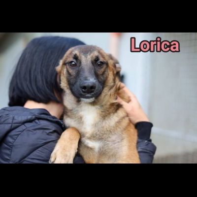 LORICA E CAVALIERE CUCCIOLI IN ADOZIONE - Foto 5