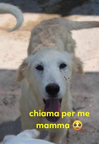 CRILLIN giovane timido simil spinone in un megacanile - SUD