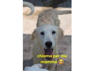CRILLIN giovane timido simil spinone in un megacanile - SUD