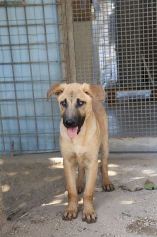 Paperino 3anni nato in 1terra di abbandoni PUGLIA SOS - Foto 6