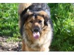 Enza stupenda simil border collie in adozione