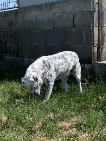 CANE IN ADOZIONE: AMELIE, una vita di briciole. - Foto 2