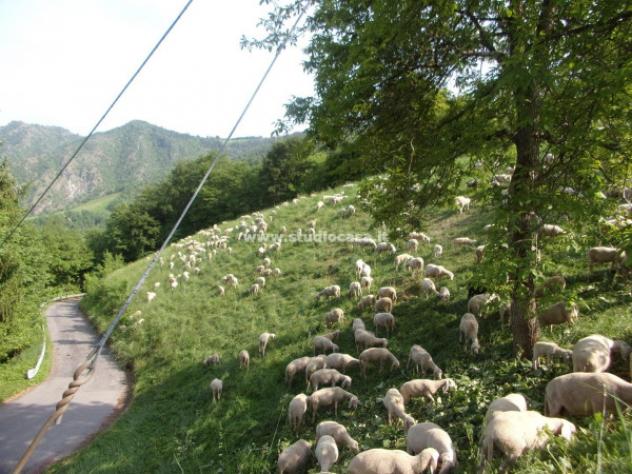 Terreno di 6000 m² in vendita a Gorno - Foto 4