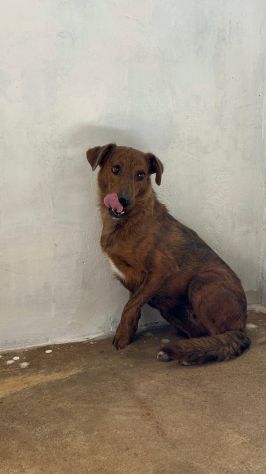 HOLLANDE, SPAVENTATA DAL CANILE CAGNOLINA IN ADOZIONE - Foto 2
