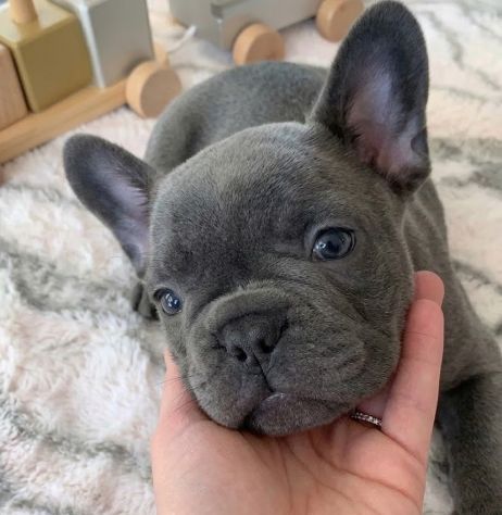 BULLDOG FRANCESE CUCCIOLI DISPONIBILI - BOULEDOGUE pag agevolato - Foto 2