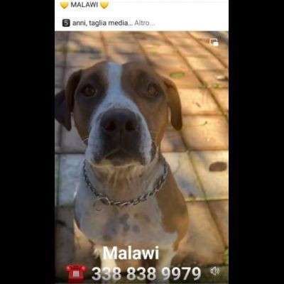 MALAWI, ADORABILE CAGNOLINA IN ADOZIONE - Foto 8