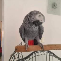 Cenerini bellissima coppia - Foto 6