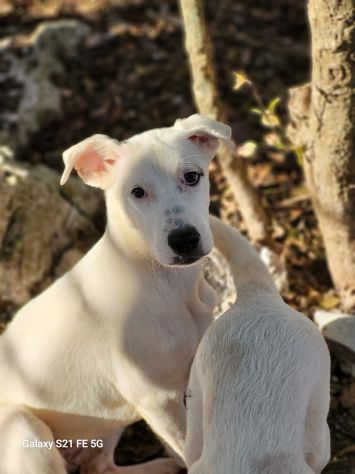 Lisa e Lara ADOZIONE DI COPPIA CUCCIOLE IN ADOZIONE - Foto 3