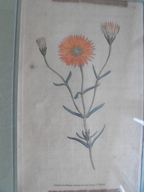 DISEGNI FLOREALI - Foto 8