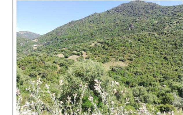 Immobile in asta di 436 m² in vendita a Austis - Foto 4