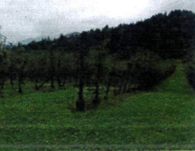 Immobile in asta di 13095 m² in vendita a Verzegnis - Foto 10
