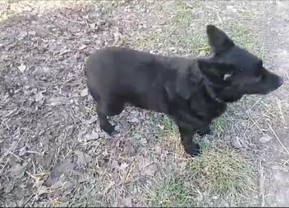 Lucky  8anni tg piccola nero PROV ALESSANDRIA - Foto 5