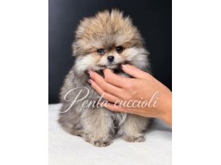 Cuccioli di Volpino Fulvo