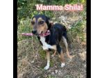 DIANA E SHILA  CAGNOLINE IN ADOZIONE