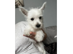 Splendidi cuccioli di West Highland Terrier