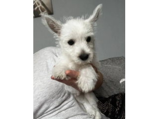 Splendidi cuccioli di West Highland Terrier