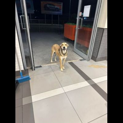 DOLCISSIMA CAGNOLINA IN ADOZIONE - Foto 2