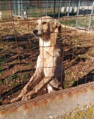 Speck 2anni dal recinto al canile! CALABRIA SOS - Foto 4
