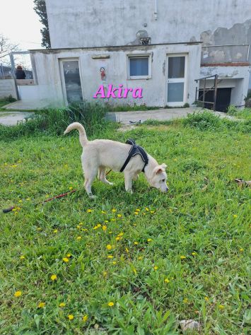 Akira in adozione - Foto 2