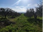 Agricolo in vendita a Alviano