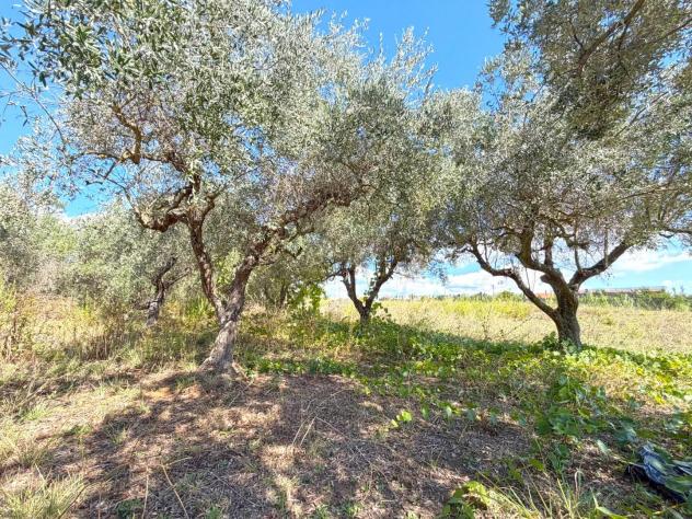 Terreno agricolo in vendita a Cecina 4648 mq Rif: 1448274