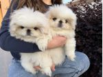 Cuccioli di Pechinese Imperiale