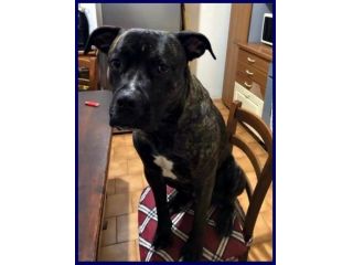 TYSON 3anni bravo,sfortunato mix pit-amstaff rimasto solo!