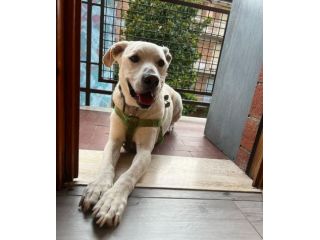 WHISKY 11anni bravo!Non possono più tenerlo URGENTE!