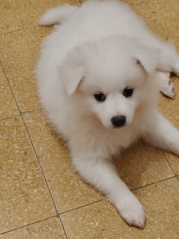 Cuccioli di Volpino tedesco - Foto 5