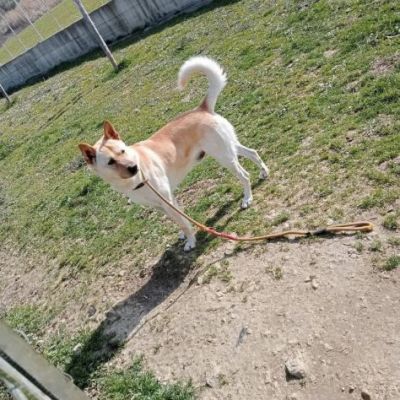 TAKESHI BELLO AFFETTUOSO CANE IN ADOZIONE - Foto 6