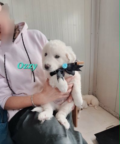 Raccontami la storia in cui tu scegli me !! - Foto 3