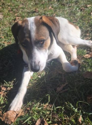 Macky femmina 20mesi tg media BERGAMO - Foto 3