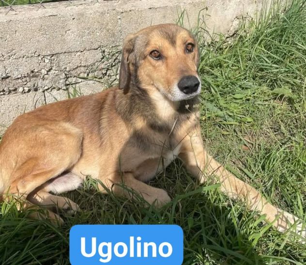UBALDA E UGOLINO CAGNOLINI IN ADOZIONE - Foto 2