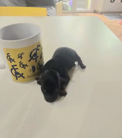 CUCCIOLI CHIPIN - Foto 3