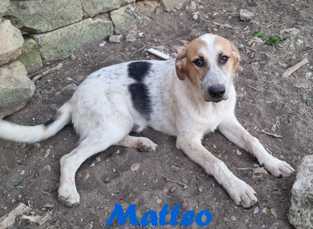 Matteo - Foto 8
