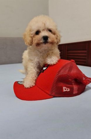 maltese toy